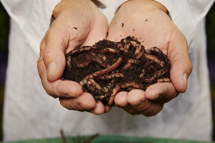 Nova zahrada - dazdovky